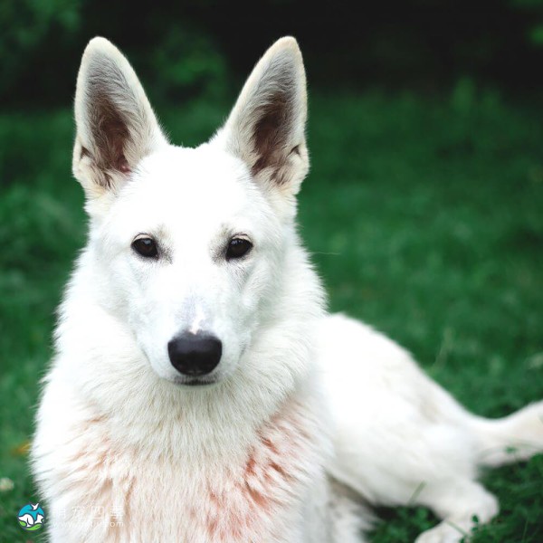 卡南犬