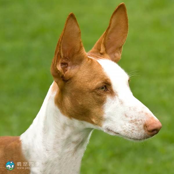 伊比萨猎犬