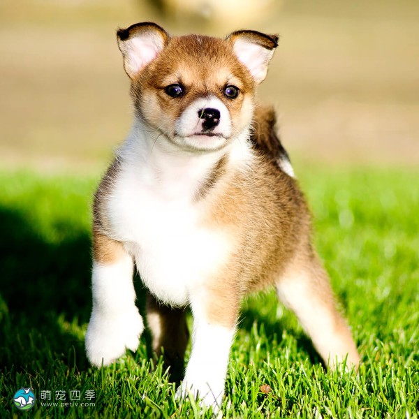 伦德猎犬 Lundehund