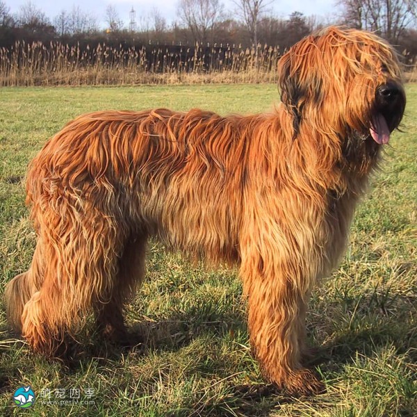 伯瑞犬