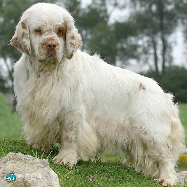 克伦伯猎犬
