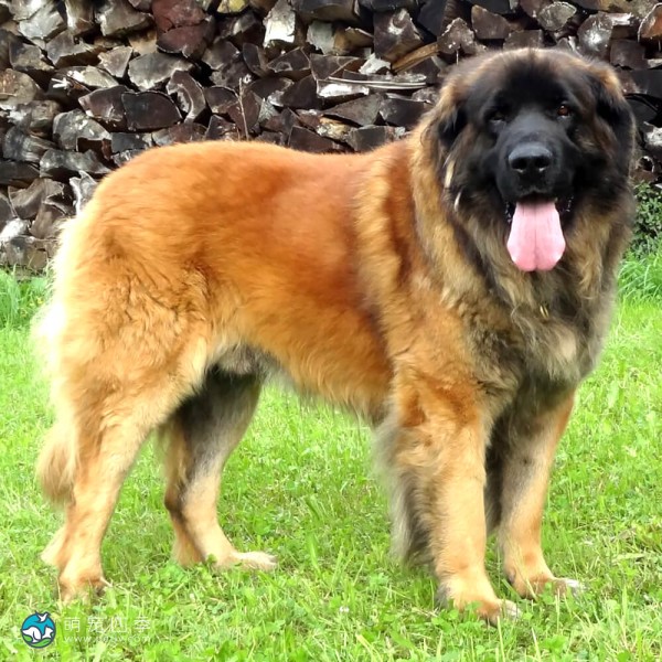 兰伯格犬 Leonberger