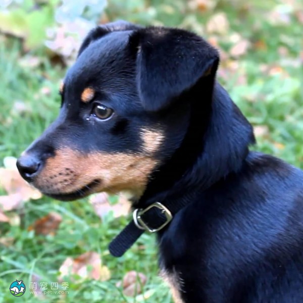 兰开夏赫勒犬