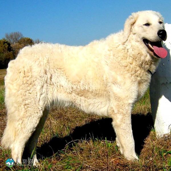 匈牙利库瓦兹犬