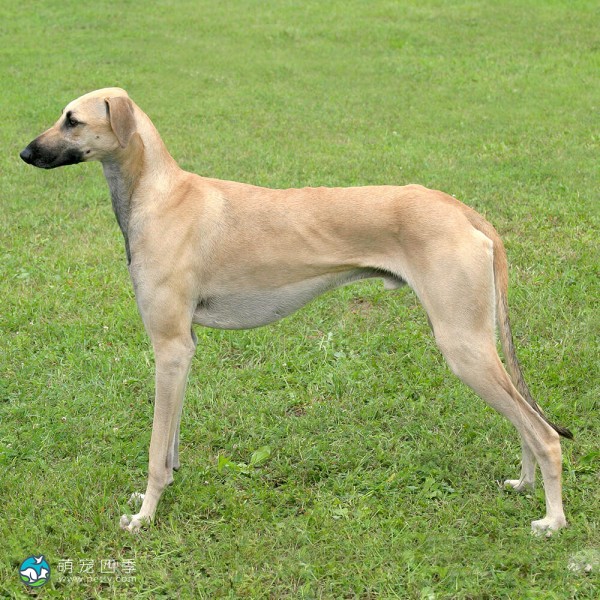 北非猎犬