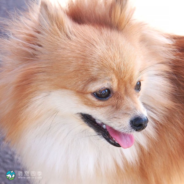 博美犬