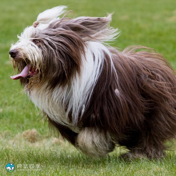 古代长鬃牧羊犬