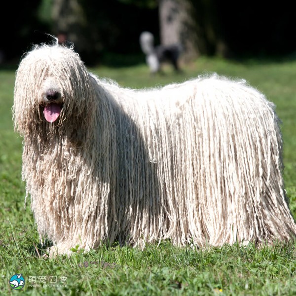 可蒙犬
