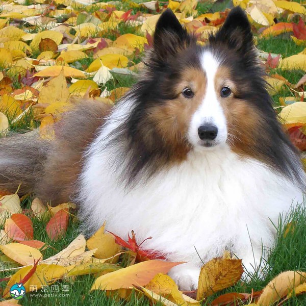 喜乐蒂牧羊犬
