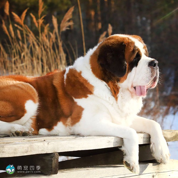 圣伯纳犬