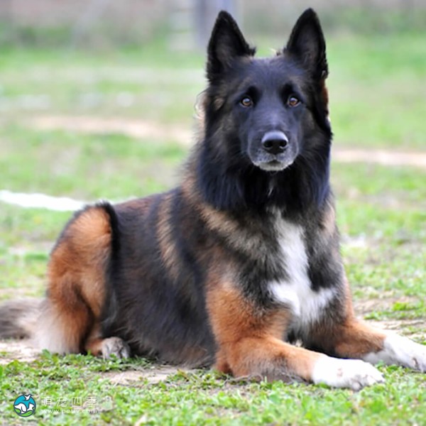 坦比连犬