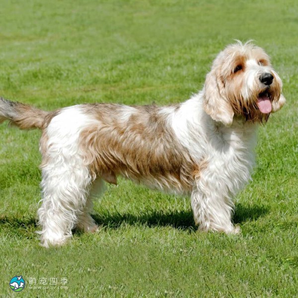 大型贝吉格里芬凡丁犬