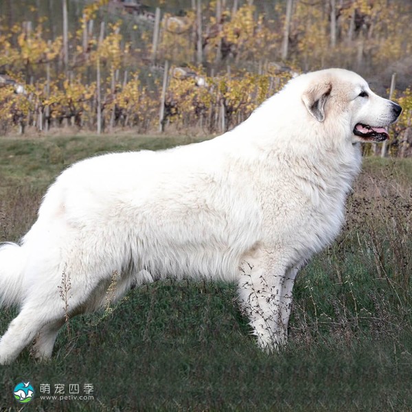 大白熊犬