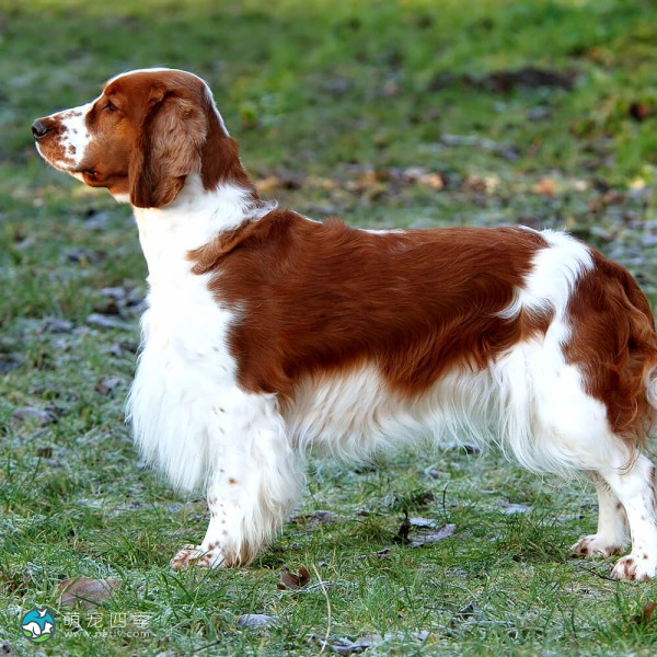 威尔士史宾格犬