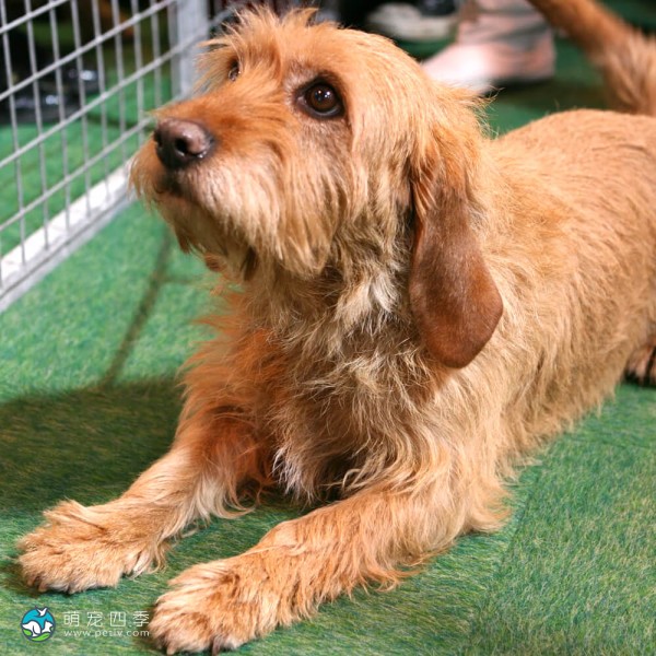巴塞特·法福·布列塔尼犬