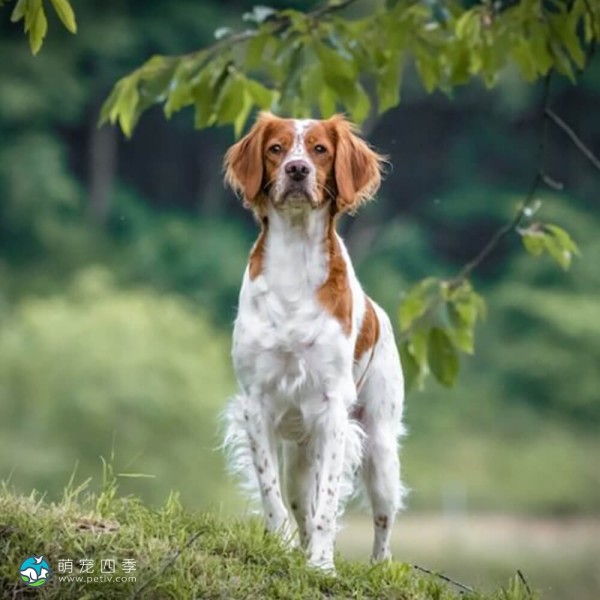 布列塔尼猎犬