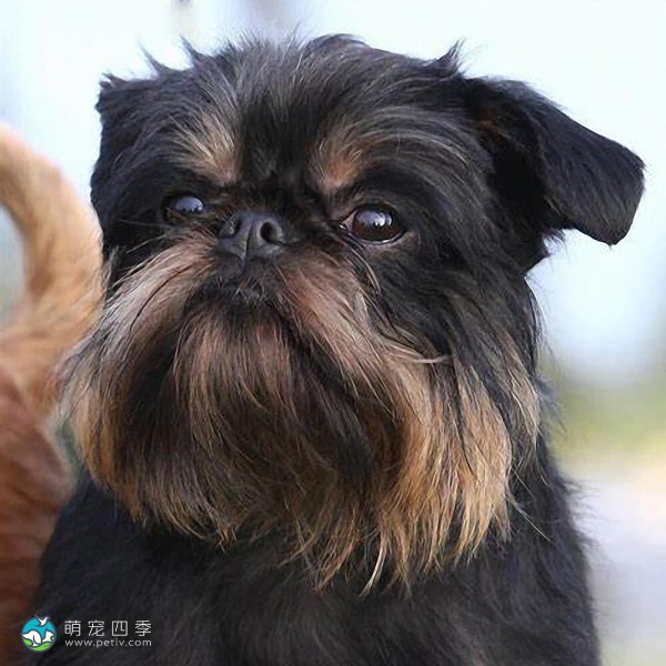 布鲁塞尔格里芬犬