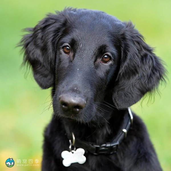 平毛寻回犬