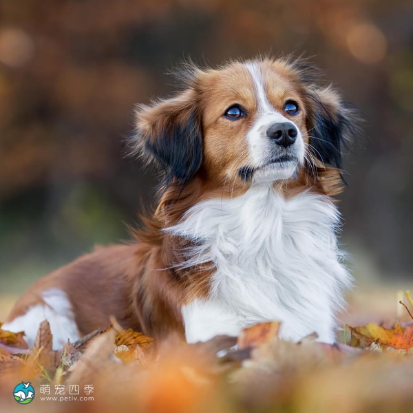 库科亨德犬