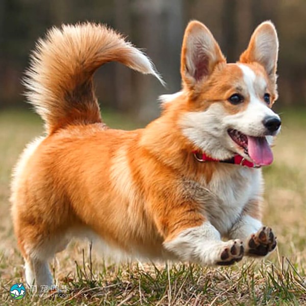 彭布罗克威尔士柯基犬