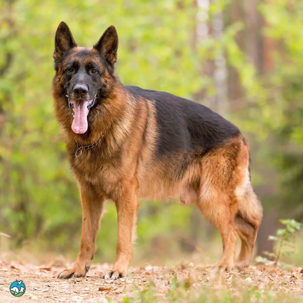 德国牧羊犬