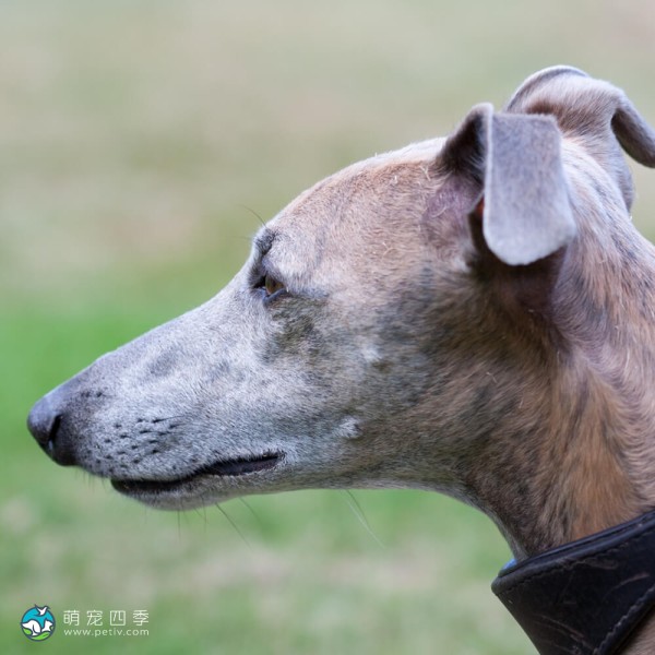 惠比特猎犬