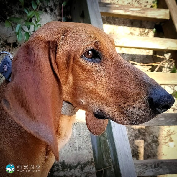 意大利塞古奥犬