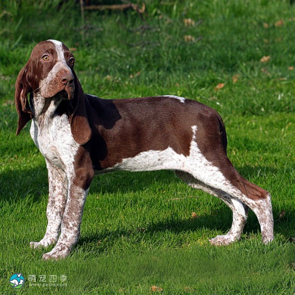 意大利布拉可犬