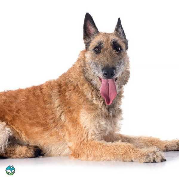 拉坎诺犬