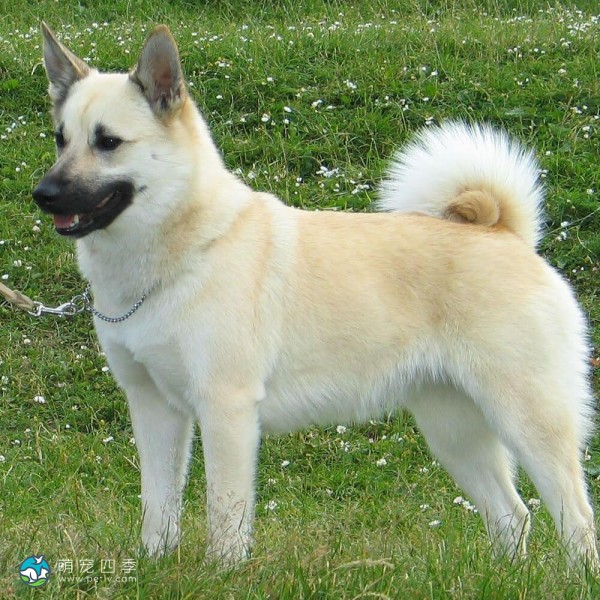 挪威牧羊犬