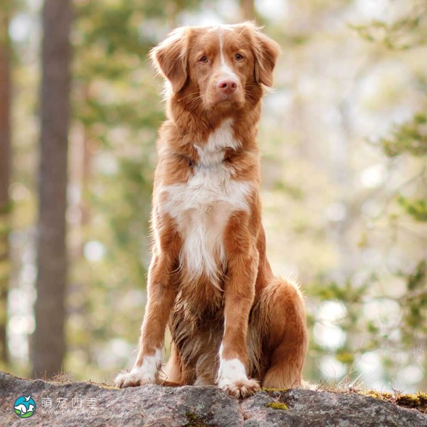 新斯科舍诱鸭寻回猎犬