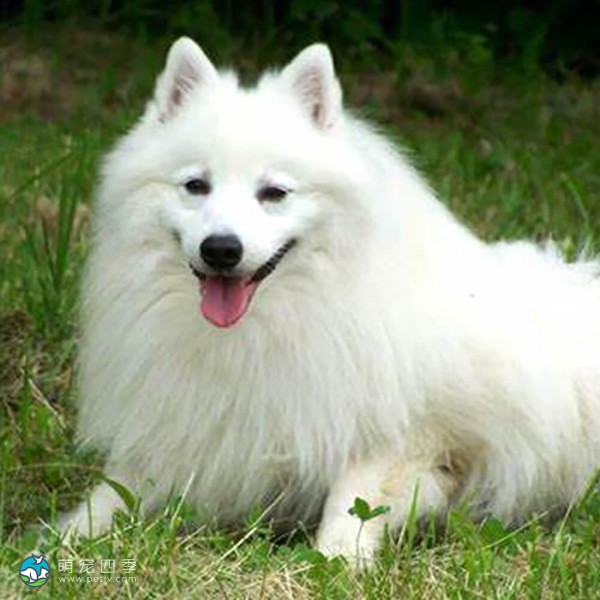 日本尖嘴犬