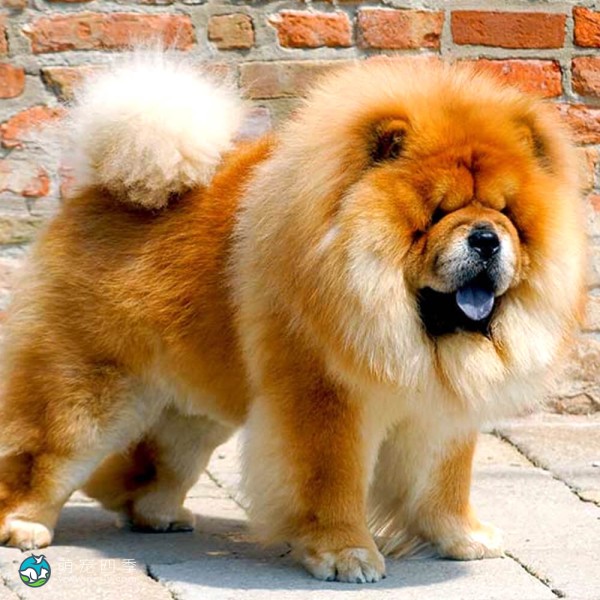 松狮犬