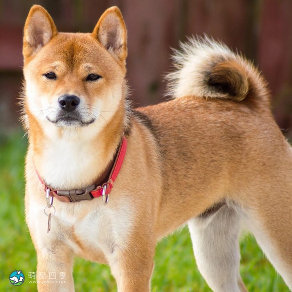 柴犬