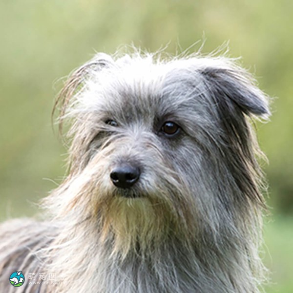 比利牛斯牧羊犬