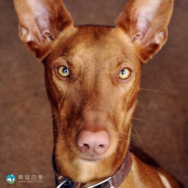 法老王猎犬