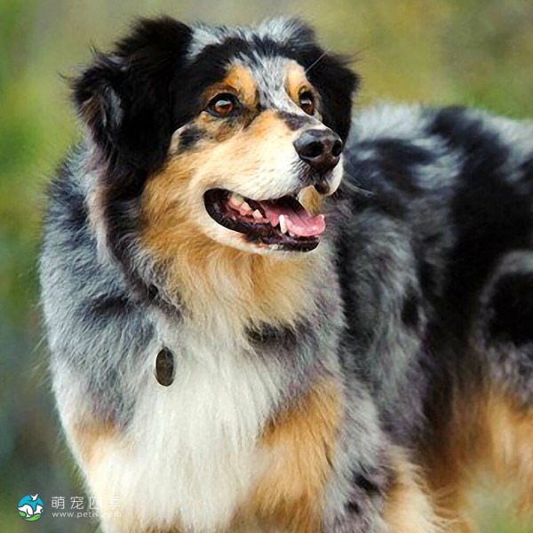 澳大利亚牧羊犬