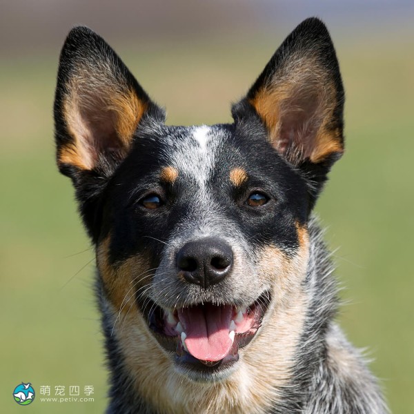 澳大利亚畜牛犬