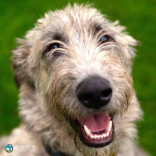 爱尔兰猎狼犬