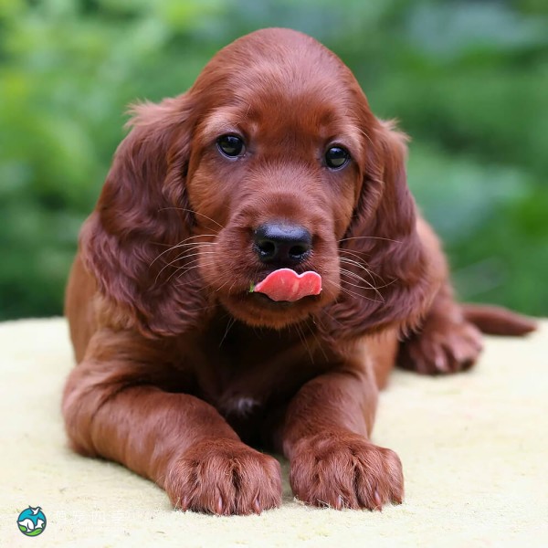 爱尔兰雪达犬