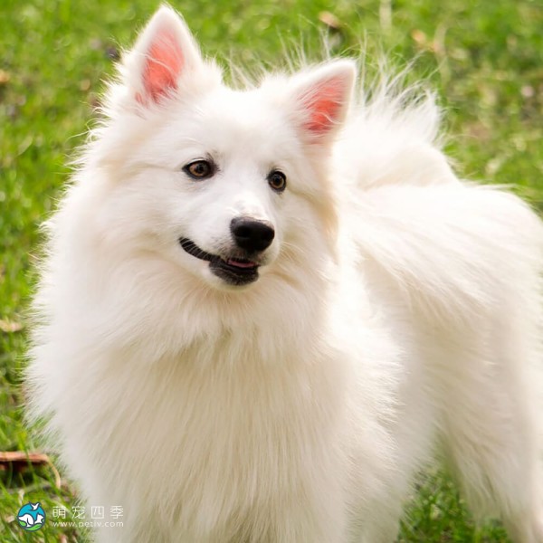 爱斯基摩犬