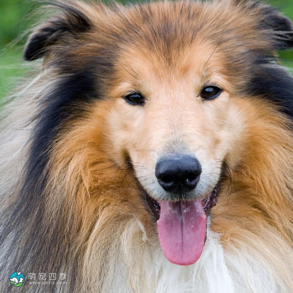 粗毛柯利牧羊犬