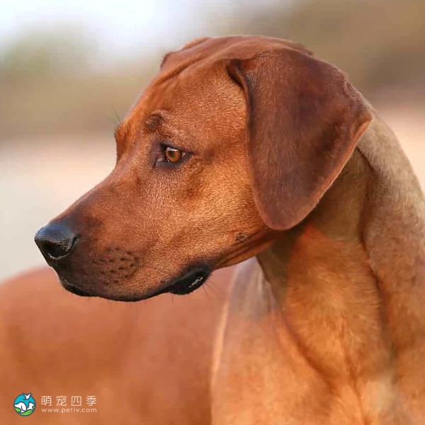 罗德西亚脊背犬