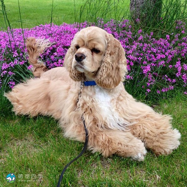 美国可卡犬