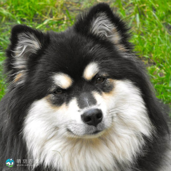 芬兰拉普犬