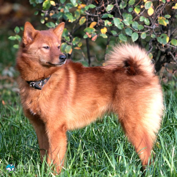 芬兰猎犬