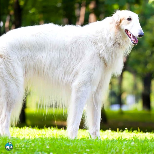 苏俄牧羊犬