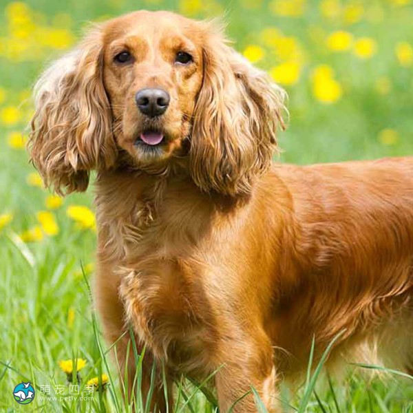 英国可卡犬