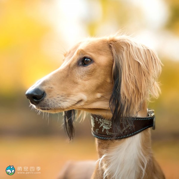萨路基猎犬