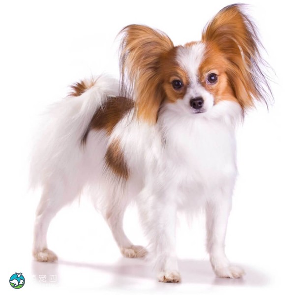蝴蝶犬
